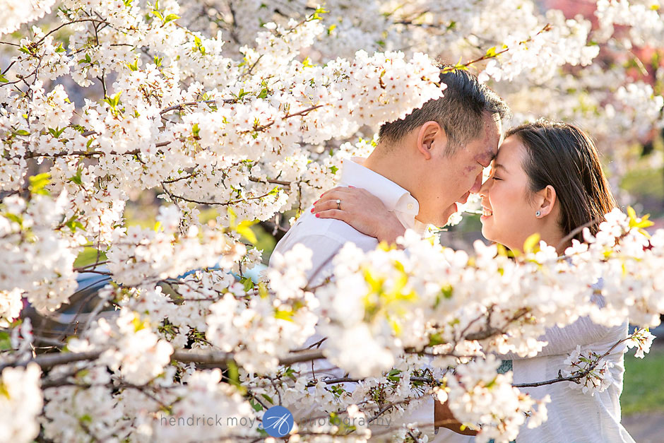 cherry blossom trees engagement spots new jersey hendrick moy photographer